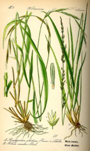 Molinia