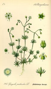 Spergula pentandra