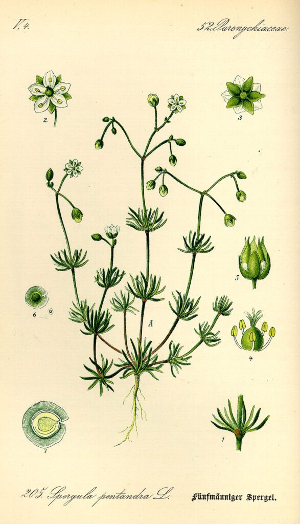 Spergula pentandra