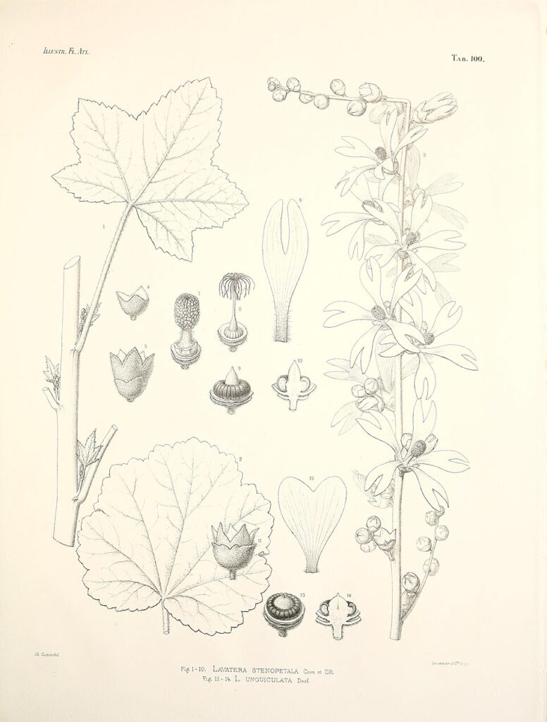 Malva unguiculata
