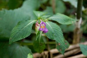 Impatiens textorii