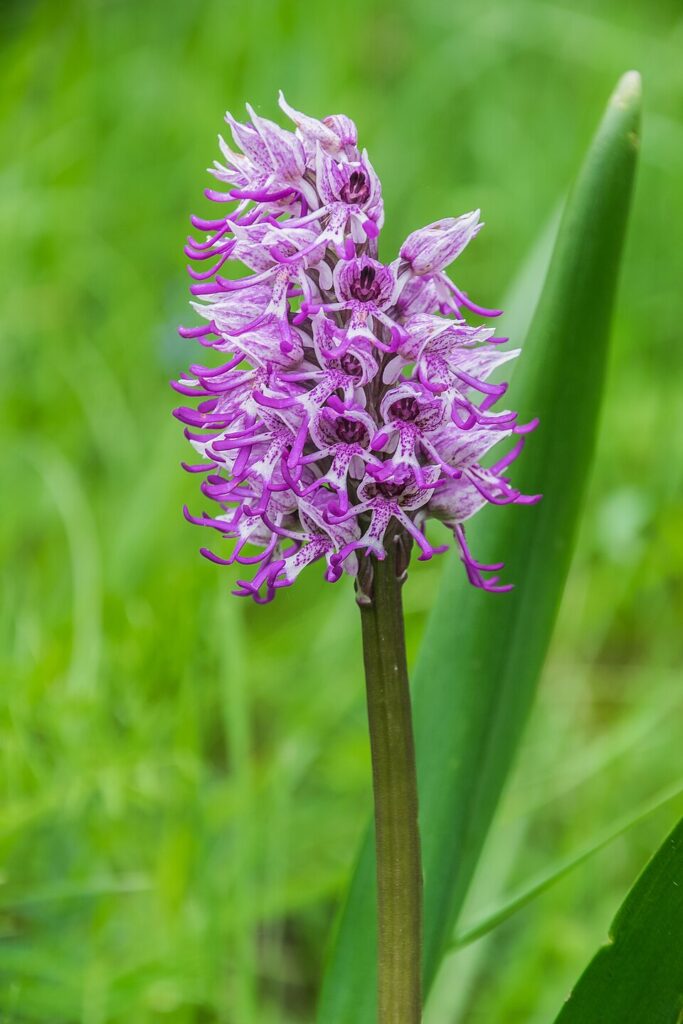 Orchis simia