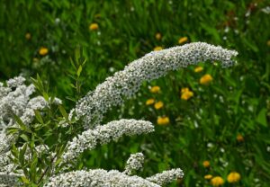 Spiraea thunbergii