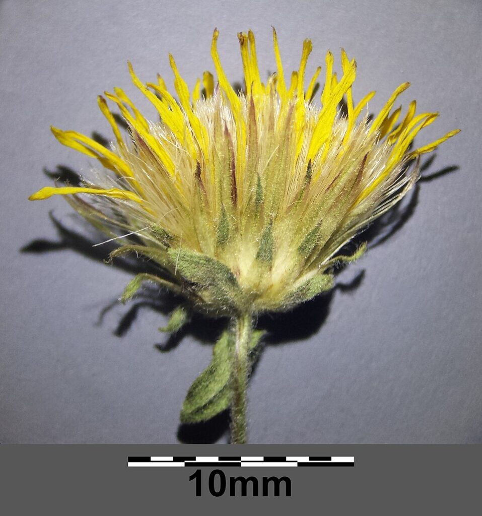Inula oculus-christi