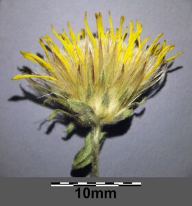 Inula oculus-christi