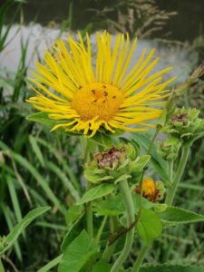 Inula helenium subsp. helenium