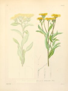 Inula helvetica