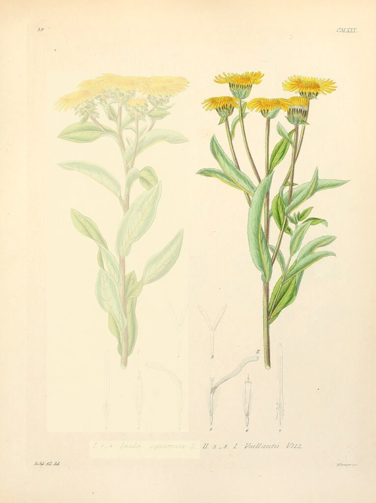 Inula helvetica