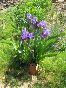 Iris aphylla