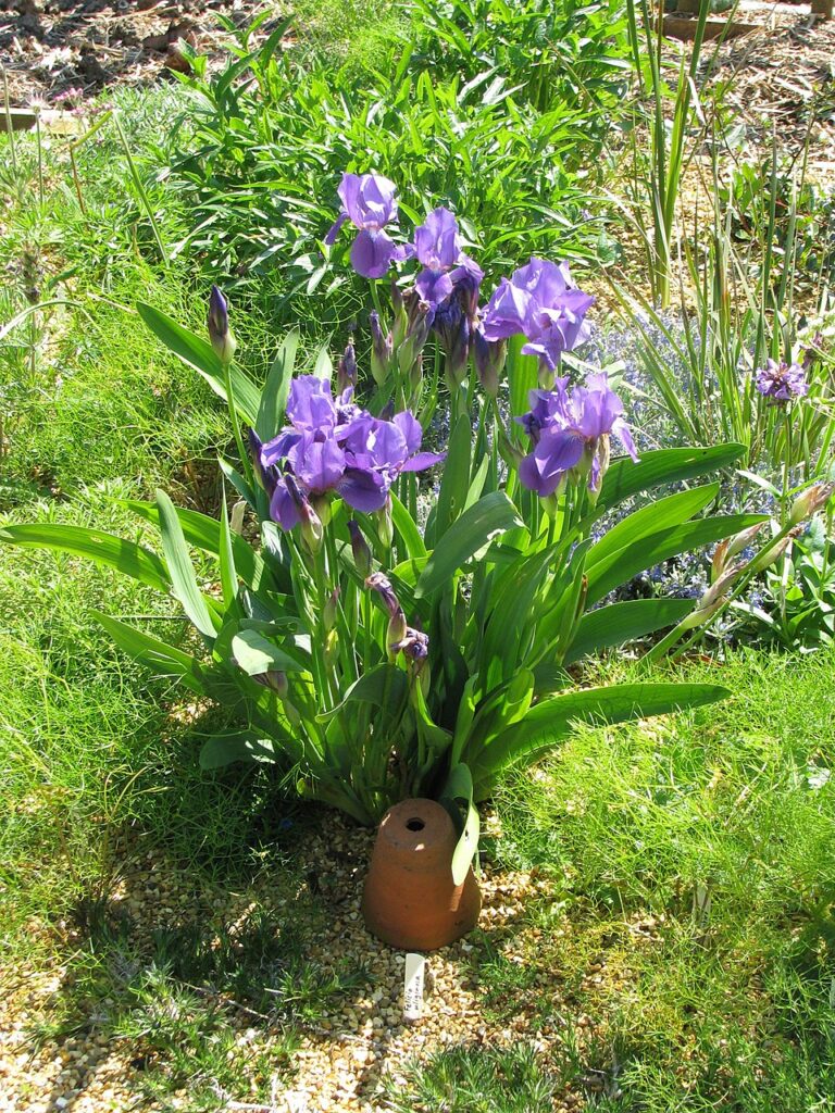 Iris aphylla