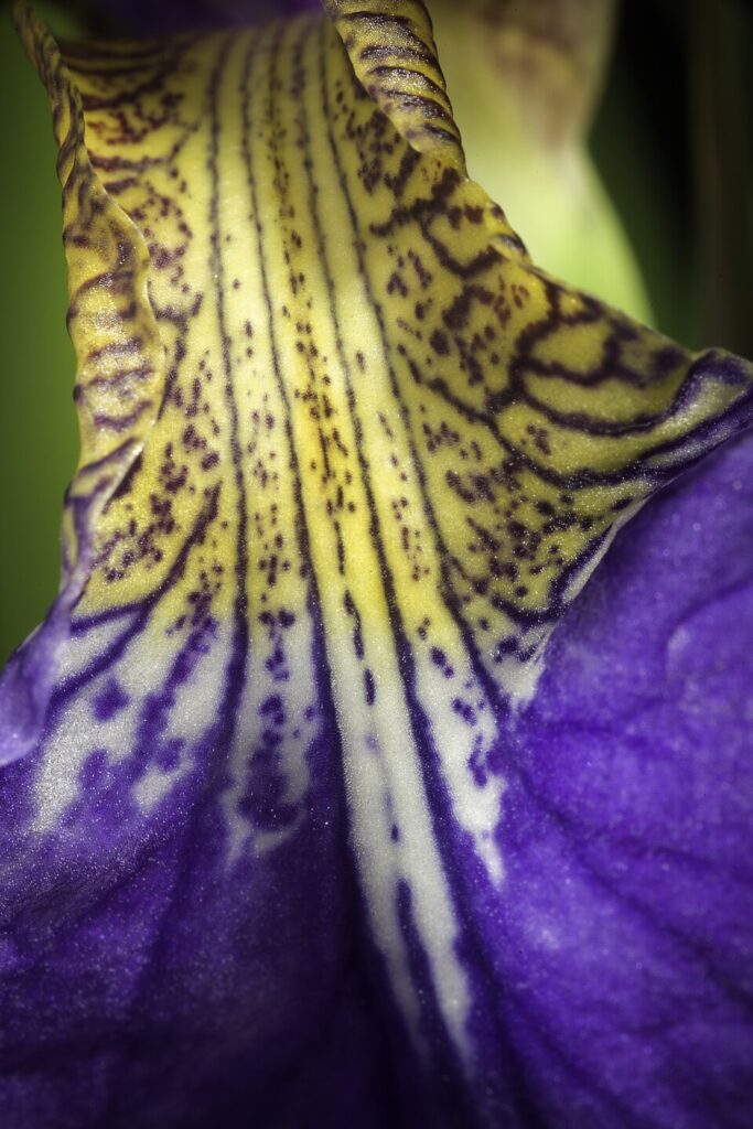 Iris sanguinea var. sanguinea