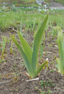 Iris sintenisii subsp. sintenisii