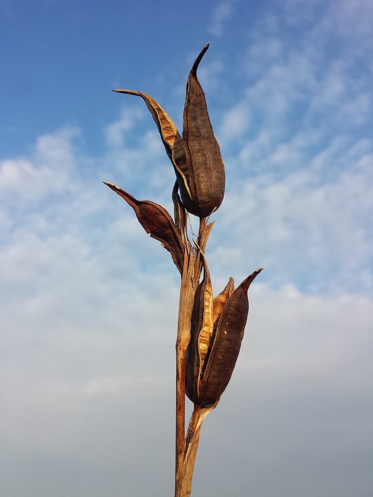 Iris spuria subsp. spuria
