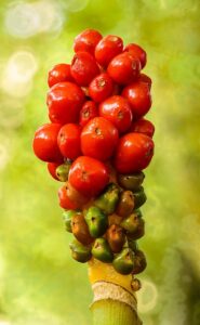 Arum italicum