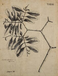 Loranthus