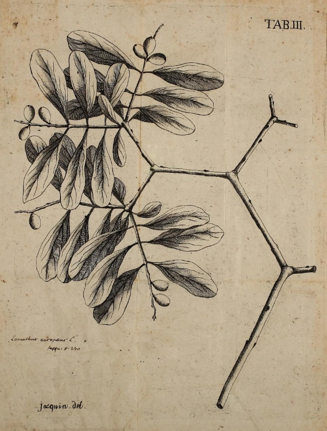 Loranthus