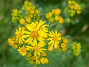 Senecio vulgaris subsp. vulgaris