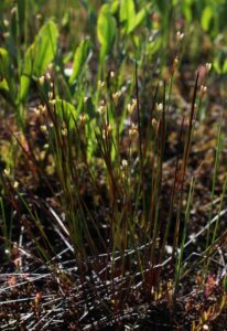 Juncus stygius subsp. stygius