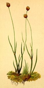 Juncus triglumis subsp. triglumis