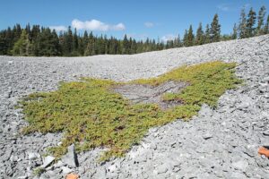 Juniperus communis var. communis