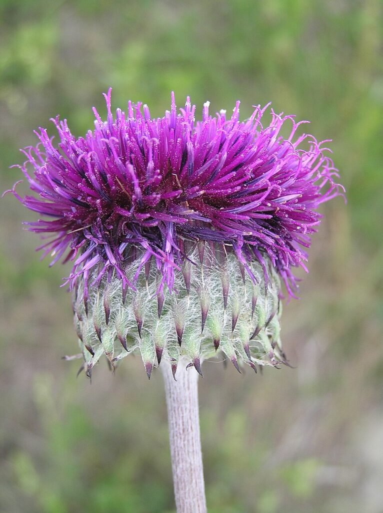 Jurinea mollis subsp. mollis