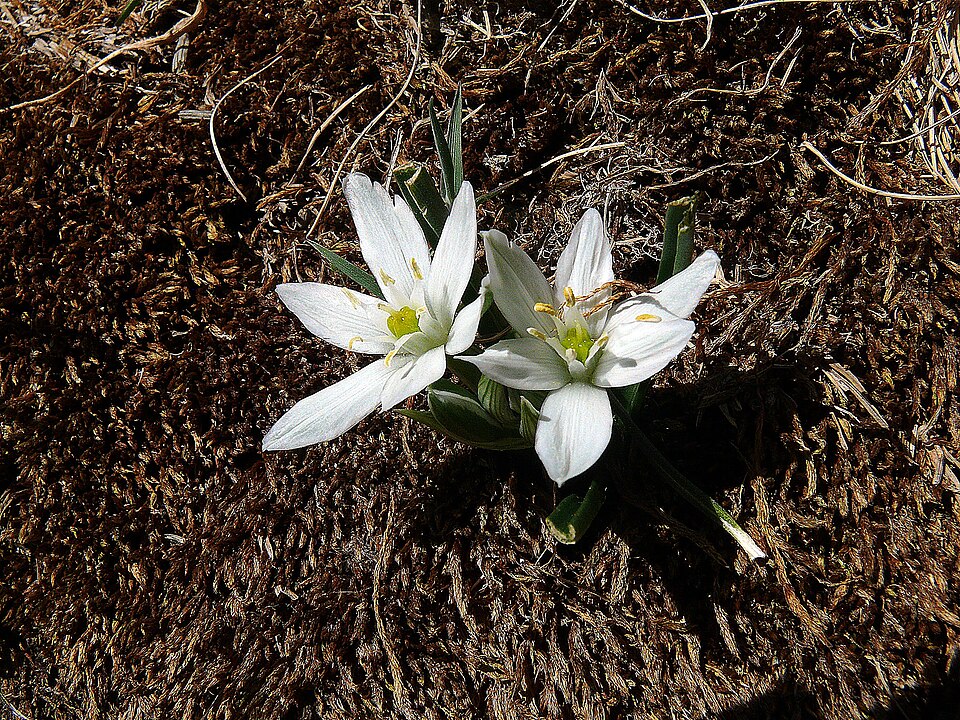 Ornithogalum baeticum subsp. baeticum