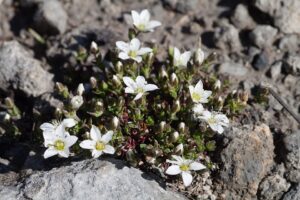 Arenaria gothica
