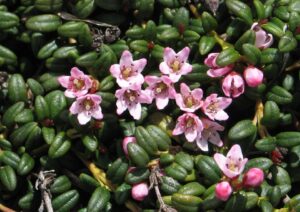 Loiseleuria procumbens