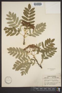 Sorbus subcuneata