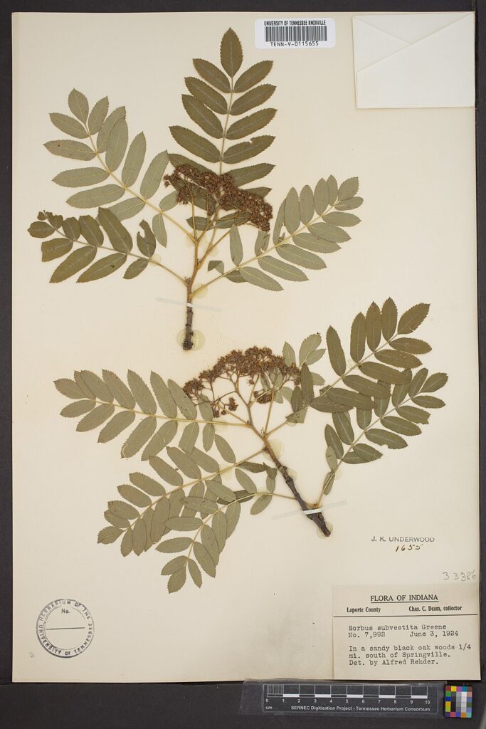 Sorbus subcuneata