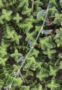 Polygonum mesembricum