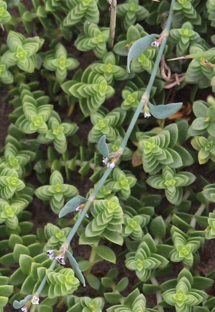 Polygonum mesembricum