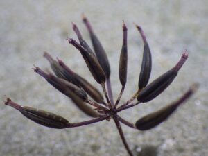 Anthriscus cerefolium