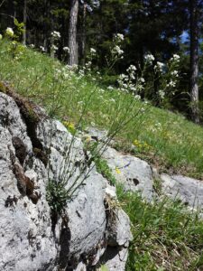 Kernera saxatilis subsp. saxatilis