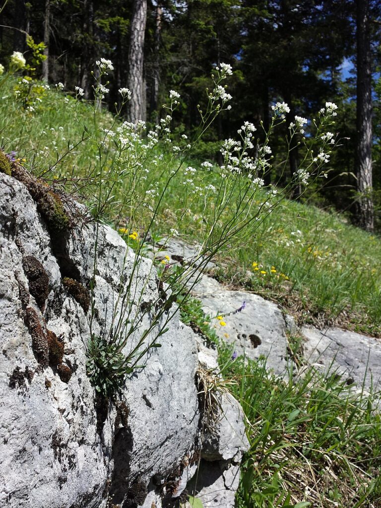 Kernera saxatilis subsp. saxatilis