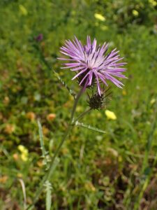 Klasea boetica subsp. boetica