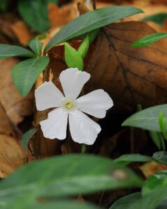 Vinca minor