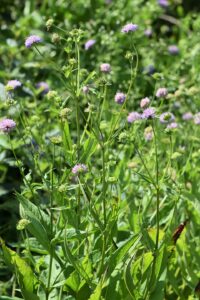 Knautia godetii