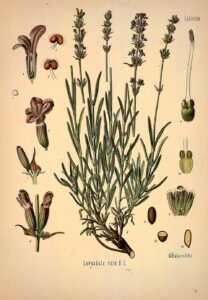 Lavandula angustifolia subsp. angustifolia