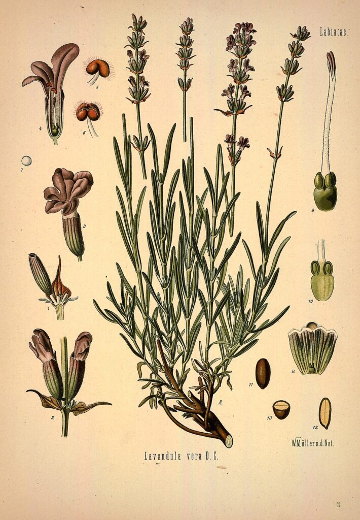 Lavandula angustifolia subsp. angustifolia