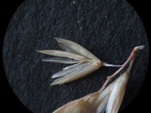 Koeleria pyramidata subsp. pyramidata