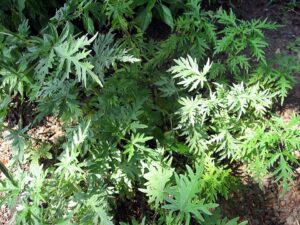 Urtica cannabina