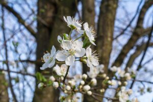 Prunus × cerea