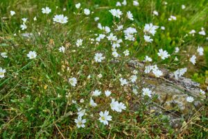 Cerastium alsinifolium