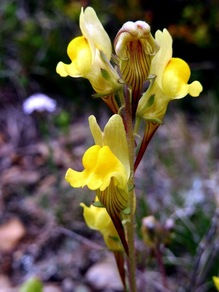 Linaria supina