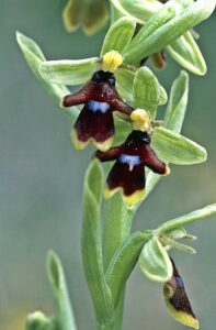 Ophrys insectifera subsp. aymoninii