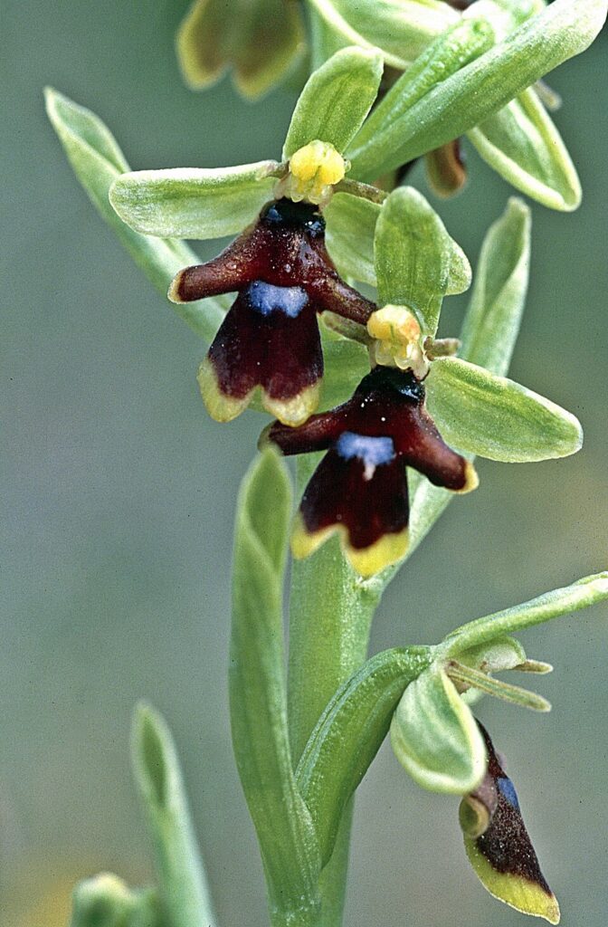 Ophrys insectifera subsp. aymoninii