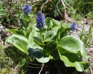 Lagotis glauca