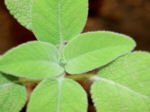 Salvia fruticosa
