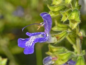 Salvia transsylvanica